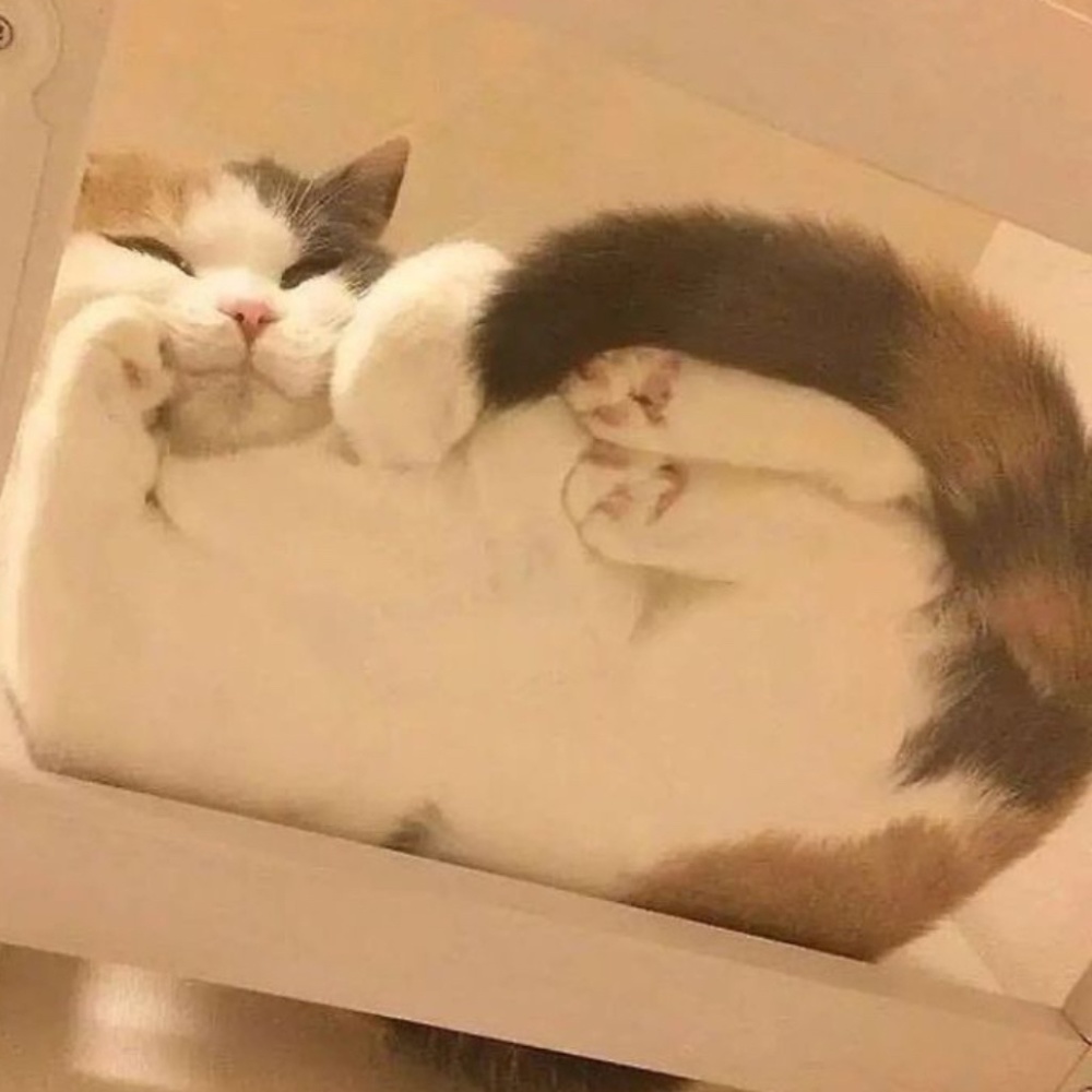 Meet your Posher, Rose